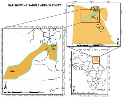 Molecular characterization of carnivore protoparvovirus 1 circulating in domestic carnivores in Egypt